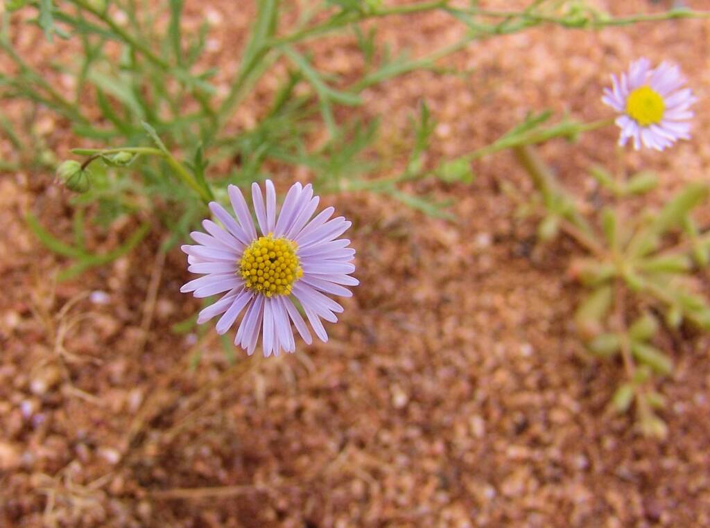 Variable Daisy (Brachyscome ciliaris), Ilparpa Claypans, Central Australia