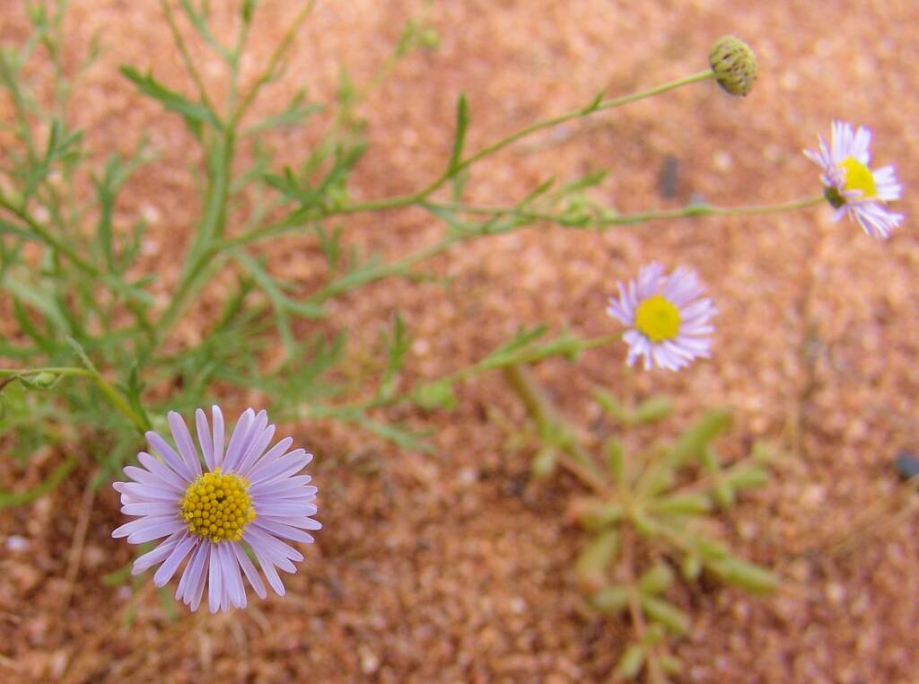 Variable Daisy (Brachyscome ciliaris), Ilparpa Claypans, Central Australia