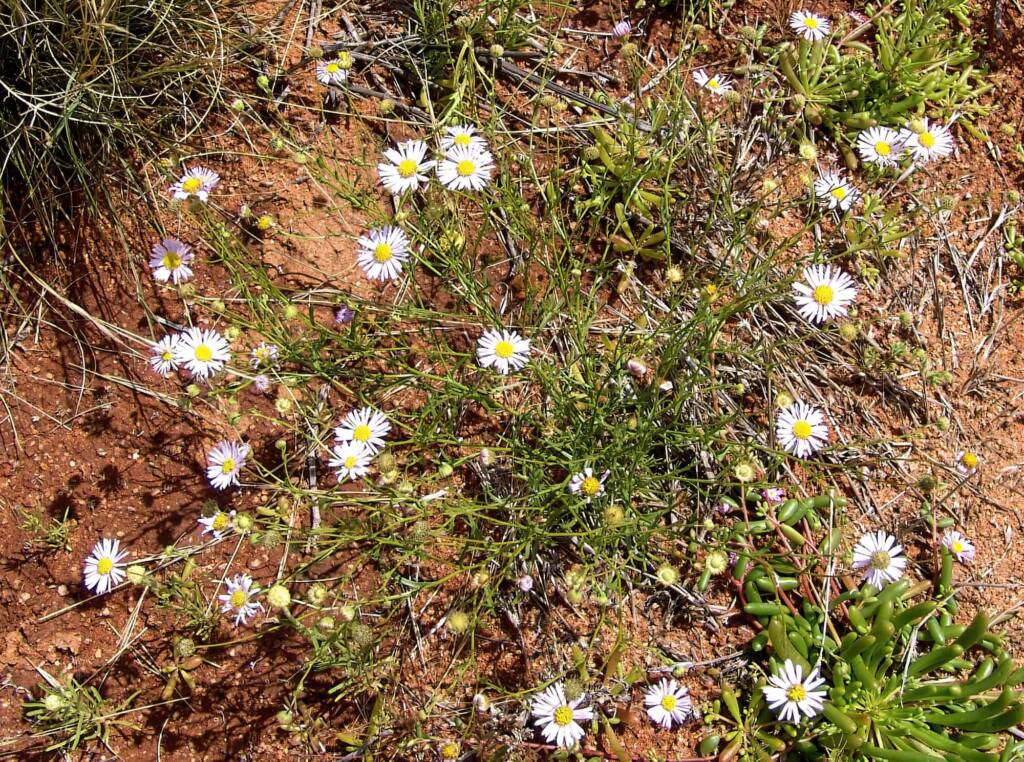 Variable Daisy (Brachyscome ciliaris), Ilparpa Claypans, Central Australia
