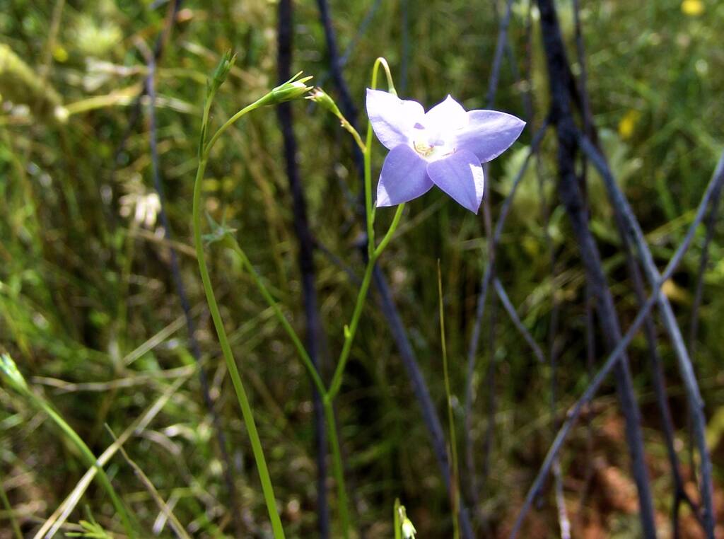 Tufted Bluebell (Wahlenbergia capillaris), Ilparpa Claypans, Alice Springs NT