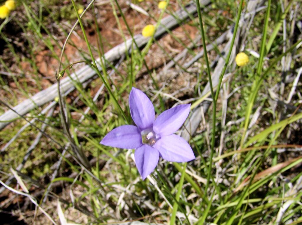 Tufted Bluebell (Wahlenbergia capillaris), Ilparpa Claypans, Alice Springs NT