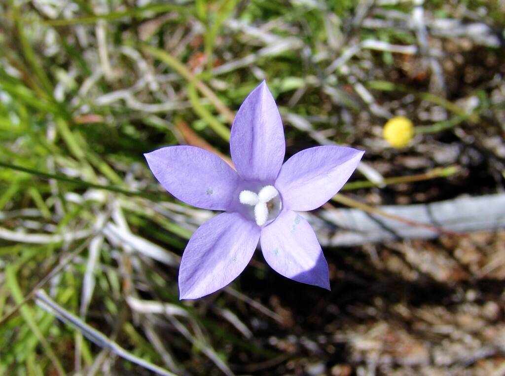 Tufted Bluebell (Wahlenbergia capillaris), Ilparpa Claypans, Alice Springs NT