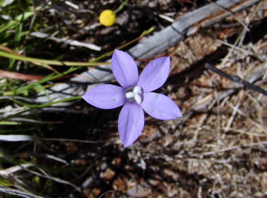 Wahlenbergia capillaris, Ilparpa Claypans, Alice Springs NT