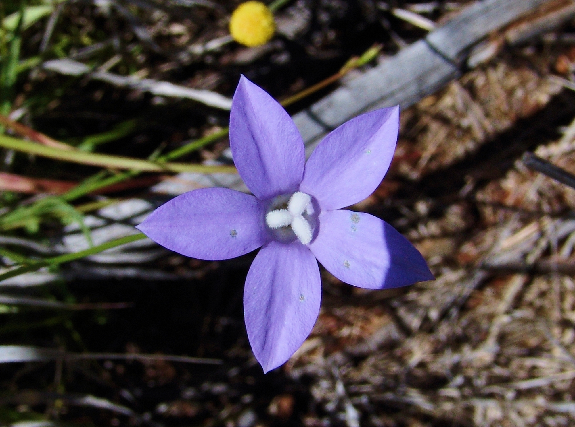 Tufted Bluebell (Wahlenbergia capillaris), Ilparpa Claypans, Alice Springs NT