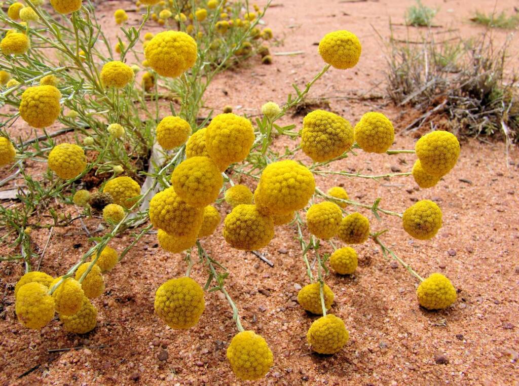 Yellow Billybutton (Calocephalus platycephalus), Ilparpa Claypans, Alice Springs NT