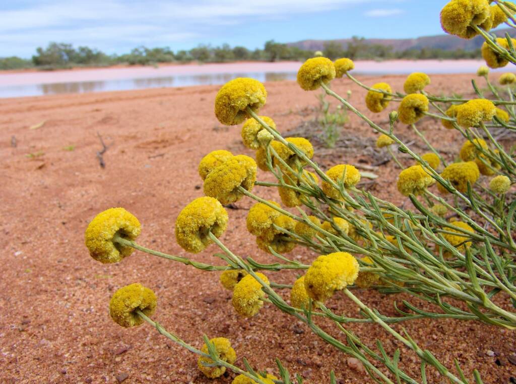 Yellow Billybutton (Calocephalus platycephalus), Ilparpa Claypans, Alice Springs NT