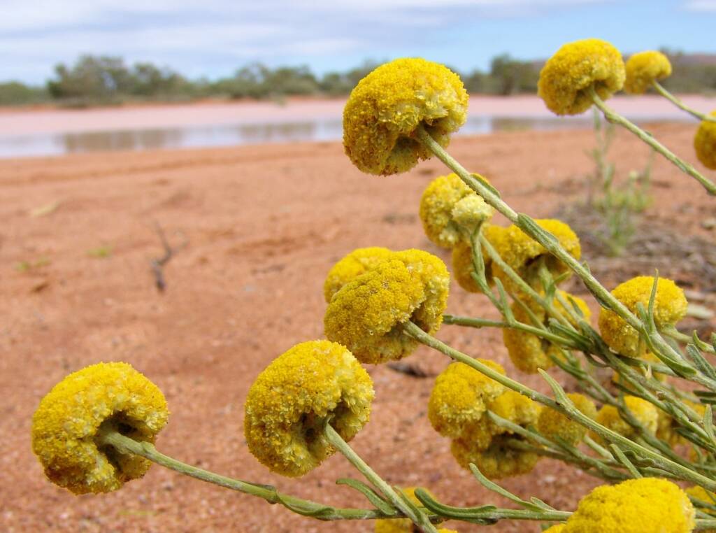 Yellow Billybutton (Calocephalus platycephalus), Ilparpa Claypans, Alice Springs NT