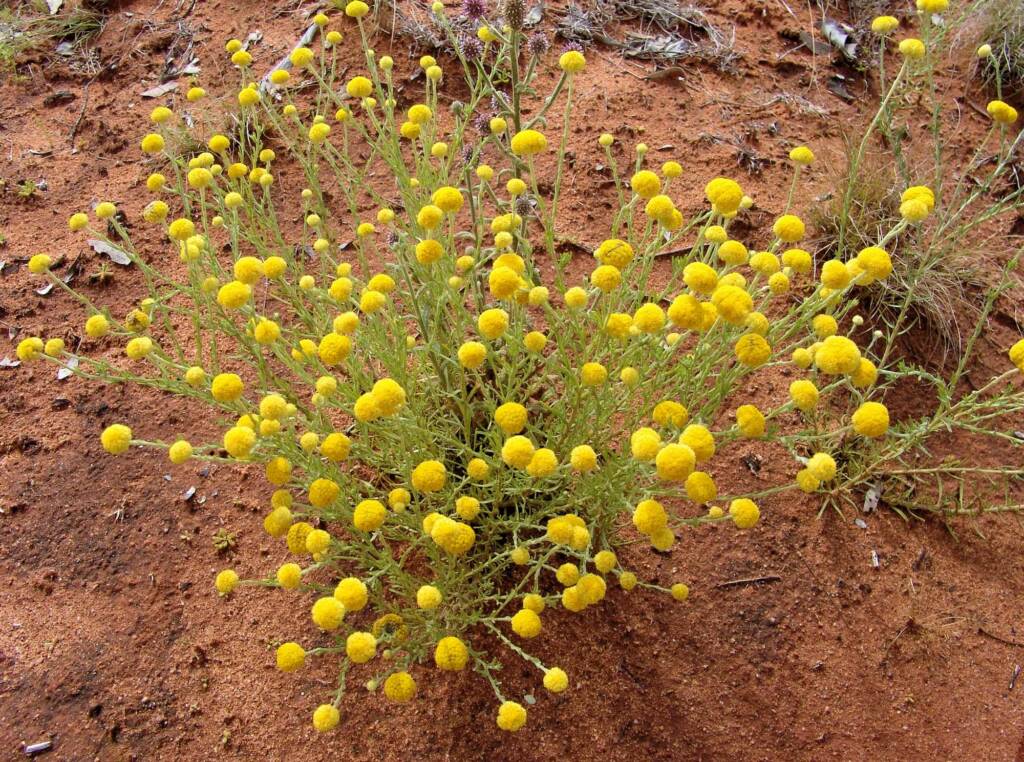 Yellow Billybutton (Calocephalus platycephalus), Ilparpa Claypans, Alice Springs NT