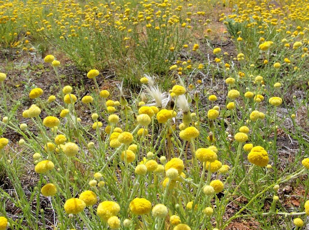 Yellow Billybutton (Calocephalus platycephalus), Ilparpa Claypans, Alice Springs NT