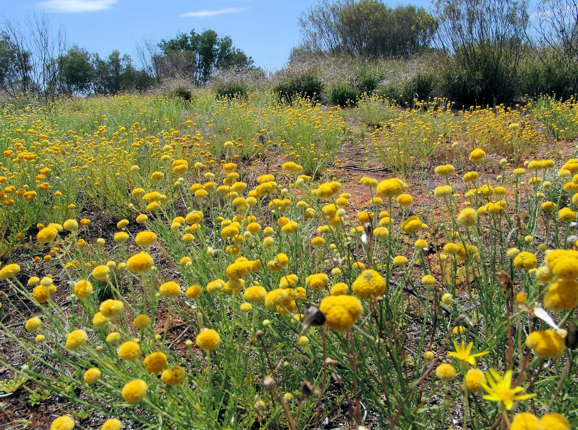 Yellow Billybutton (Calocephalus platycephalus), Ilparpa Claypans, Alice Springs NT
