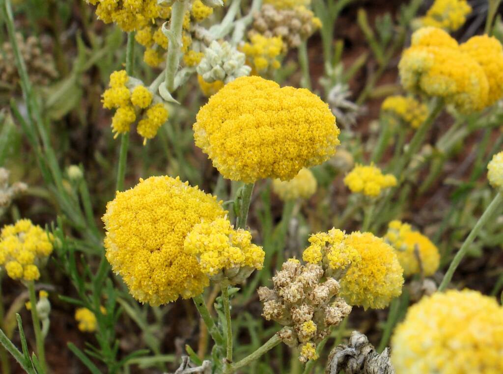 Yellow Billybutton (Calocephalus platycephalus), Alice Springs NT