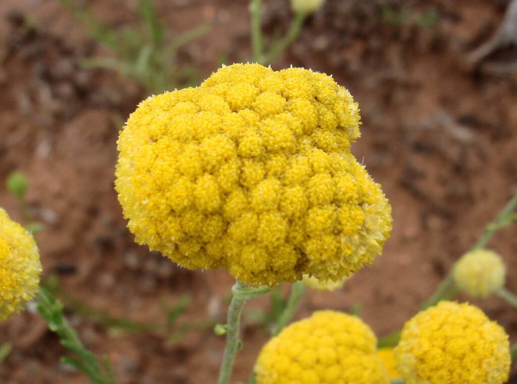 Yellow Billybutton (Calocephalus platycephalus), Alice Springs NT
