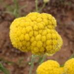 Yellow Billybutton (Calocephalus platycephalus), Alice Springs NT