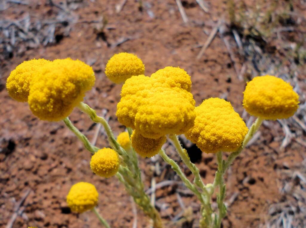 Yellow Billybutton (Calocephalus platycephalus), Alice Springs NT