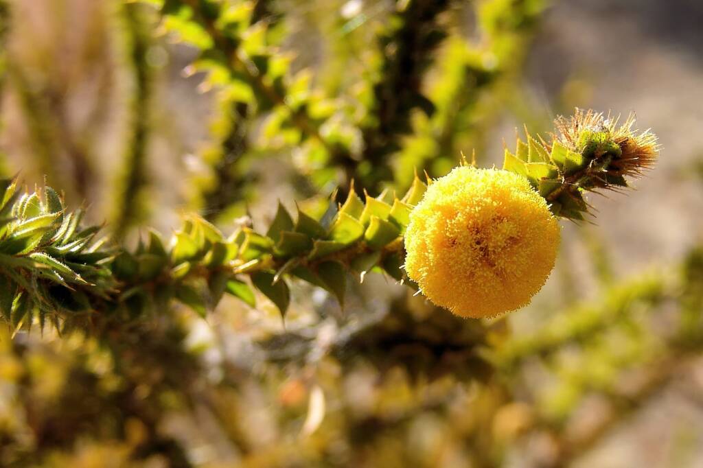 Prickly Wattle (Acacia stipulosa), Olive Pink Botanic Garden NT