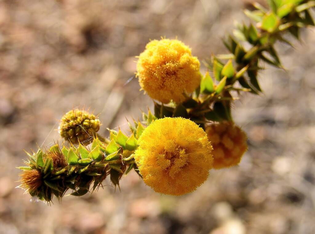 Prickly Wattle (Acacia stipulosa), Olive Pink Botanic Garden NT