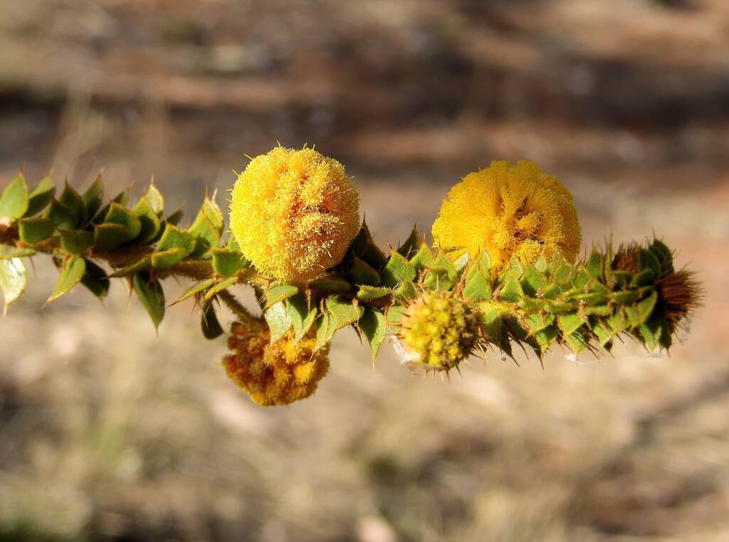 Prickly Wattle (Acacia stipulosa), Olive Pink Botanic Garden NT