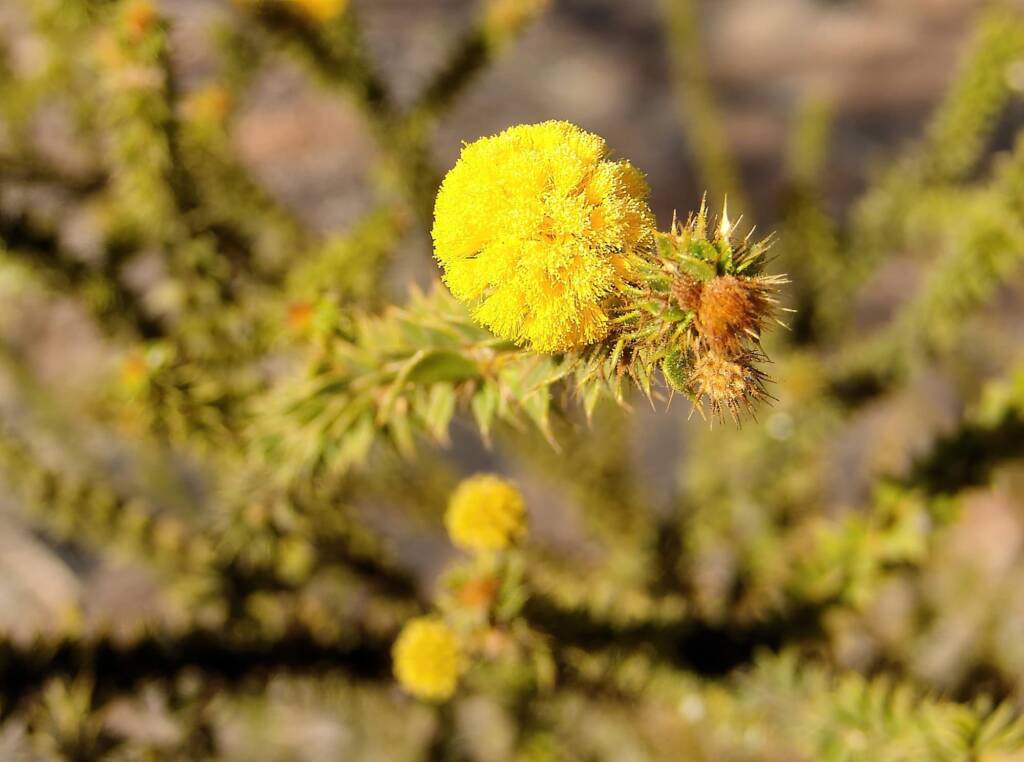 Prickly Wattle (Acacia stipulosa), Olive Pink Botanic Garden NT