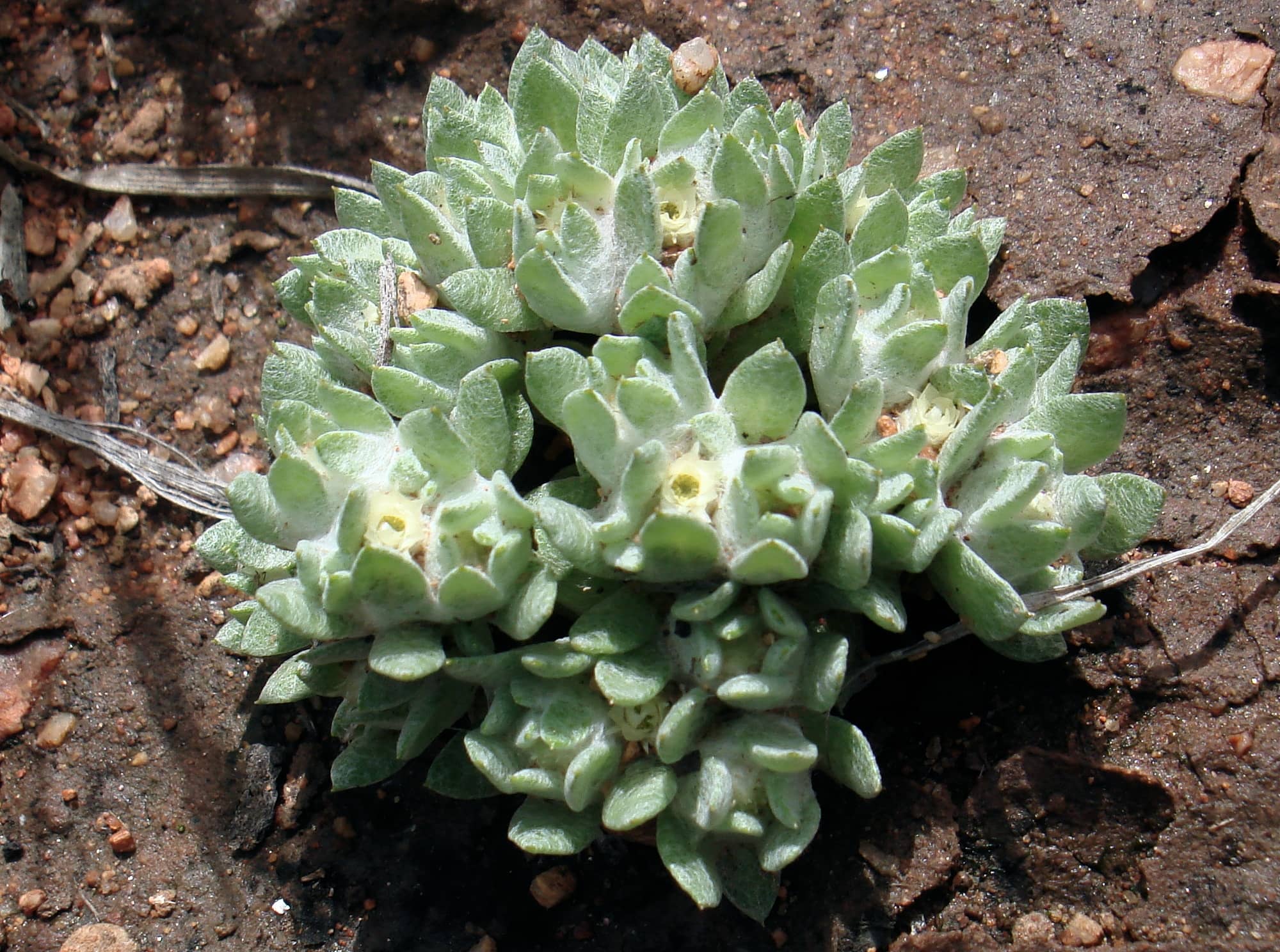 Flannel Cudweed (Actinobole uliginosum), Alice Springs NT