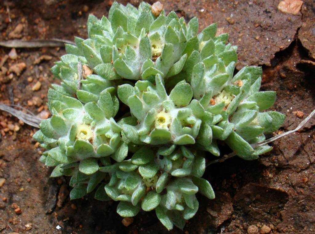 Flannel Cudweed (Actinobole uliginosum), Alice Springs NT