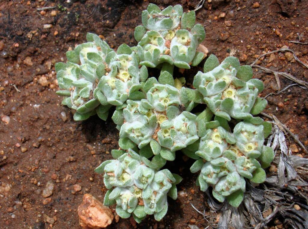 Flannel Cudweed (Actinobole uliginosum), Alice Springs NT