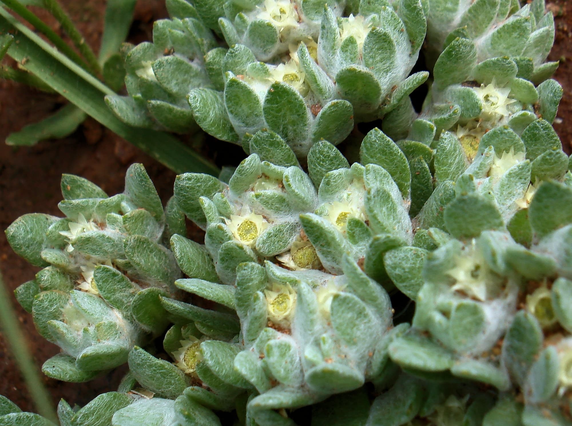 Flannel Cudweed (Actinobole uliginosum), Alice Springs NT