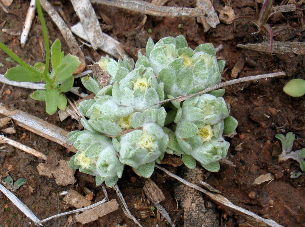 Flannel Cudweed (Actinobole uliginosum), Alice Springs NT