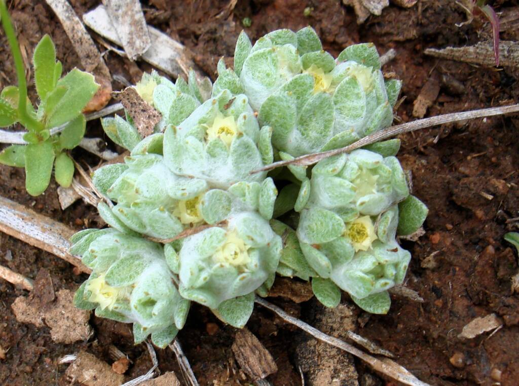 Flannel Cudweed (Actinobole uliginosum), Alice Springs NT