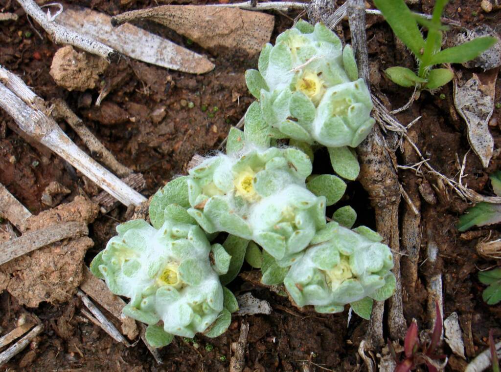Flannel Cudweed (Actinobole uliginosum), Alice Springs NT