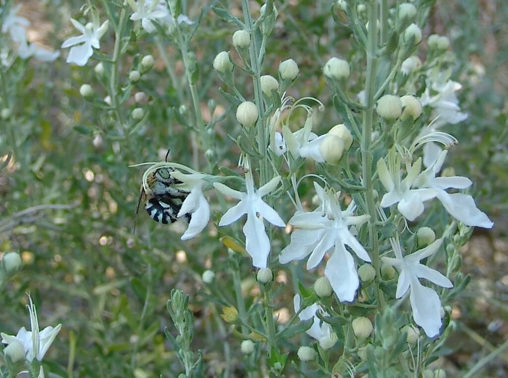 Amegilla chlorocyanea on Grey Germander (Teucrium racemosum), Alice Springs NT