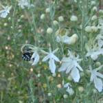 Amegilla chlorocyanea on Grey Germander (Teucrium racemosum), Alice Springs NT