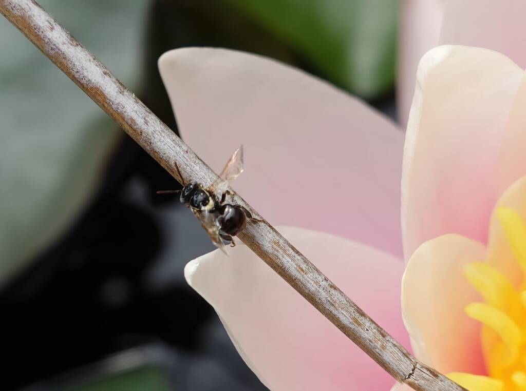 Bush Bee (Austroplebeia australis), Alice Springs NT