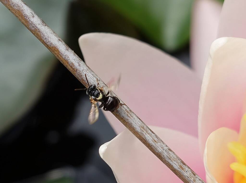 Bush Bee (Austroplebeia australis), Alice Springs NT