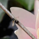 Bush Bee (Austroplebeia australis), Alice Springs NT