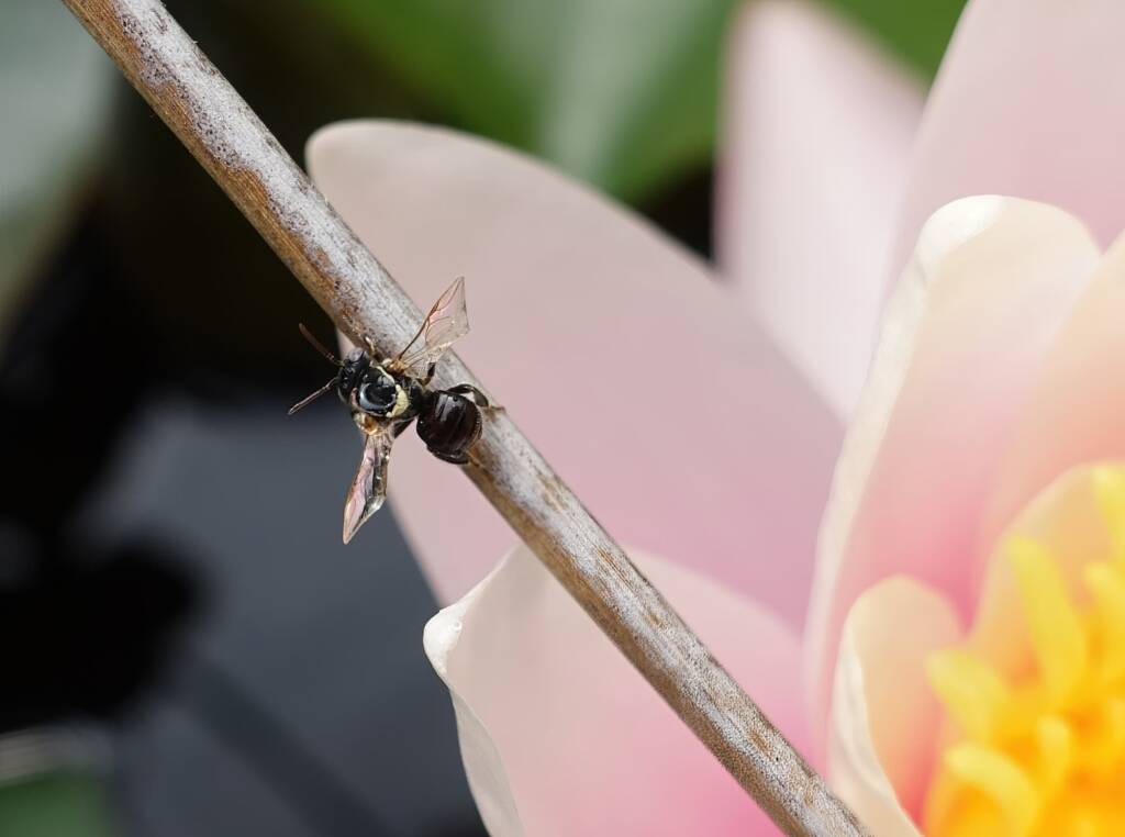Bush Bee (Austroplebeia australis), Alice Springs NT