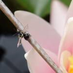Bush Bee (Austroplebeia australis), Alice Springs NT