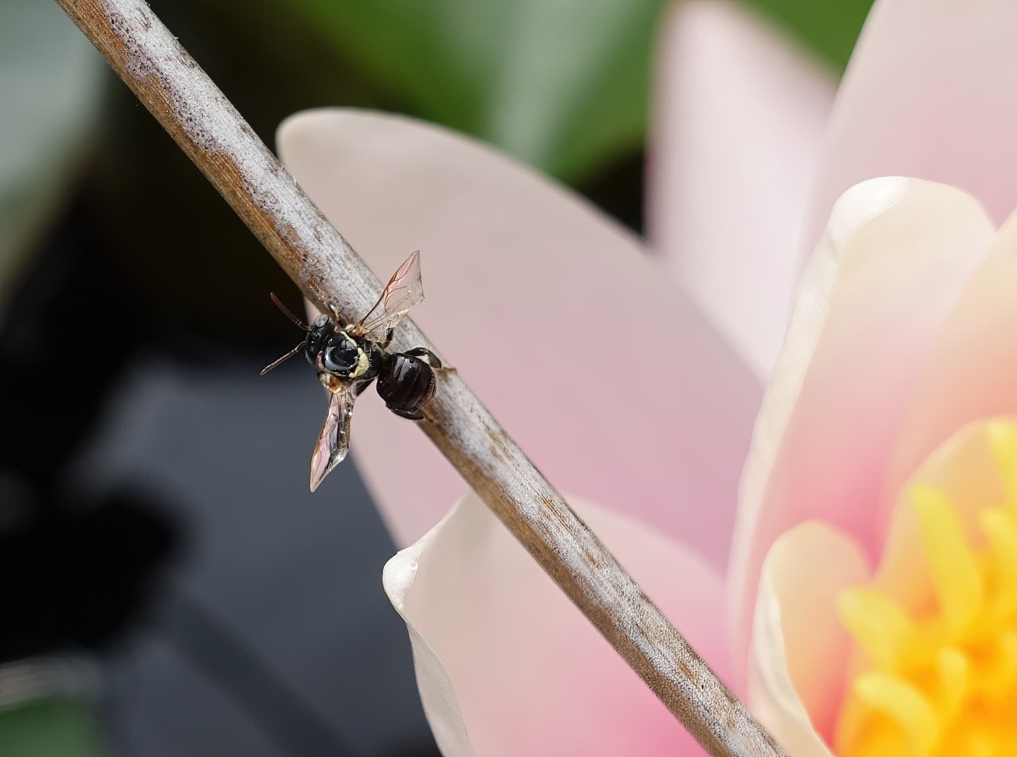 Bush Bee (Austroplebeia australis), Alice Springs NT