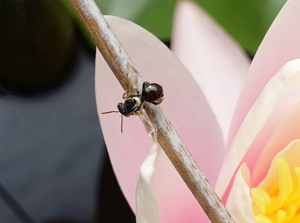Bush Bee (Austroplebeia australis), Alice Springs NT