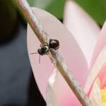 Bush Bee (Austroplebeia australis), Alice Springs NT