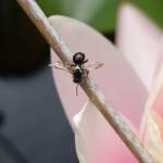 Bush Bee (Austroplebeia australis), Alice Springs NT