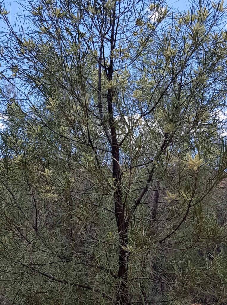 Beefwood (Grevillea striata), Alice Springs Desert Park NT