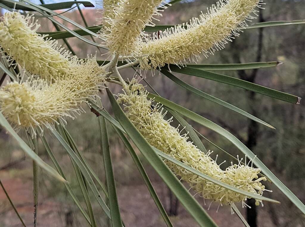 Beefwood (Grevillea striata), Alice Springs Desert Park NTq