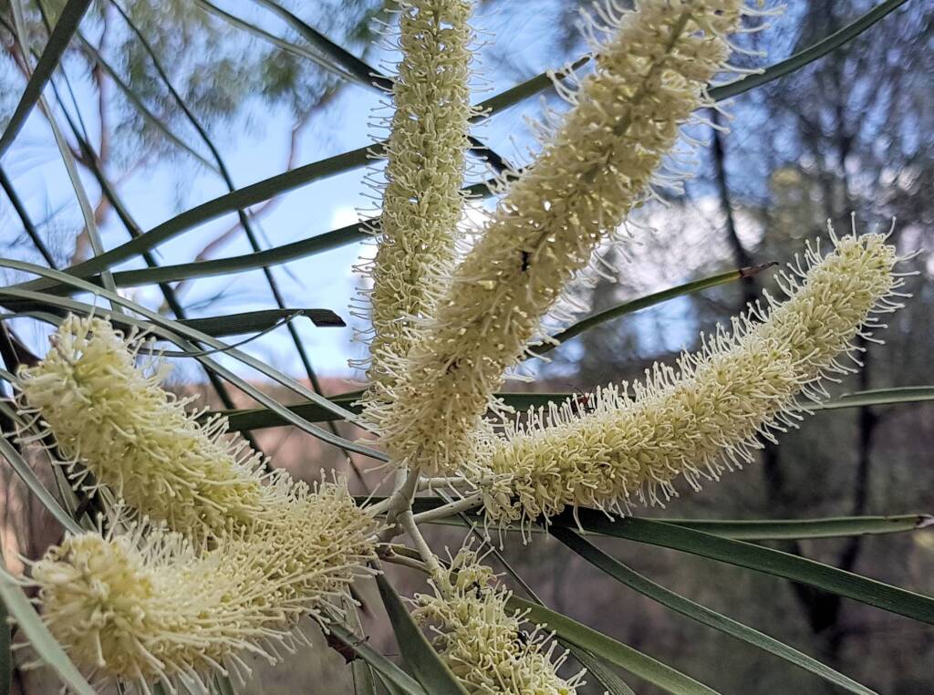 Beefwood (Grevillea striata), Alice Springs Desert Park NT
