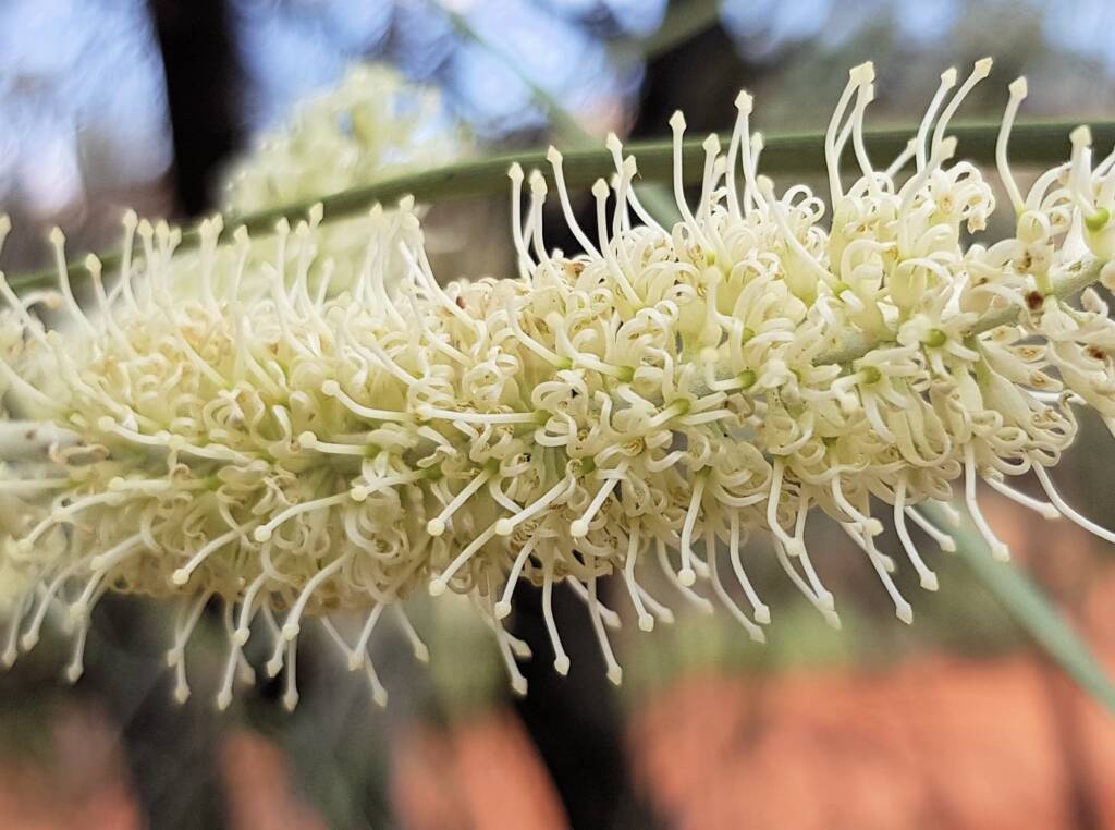 Beefwood (Grevillea striata), Alice Springs Desert Park NT