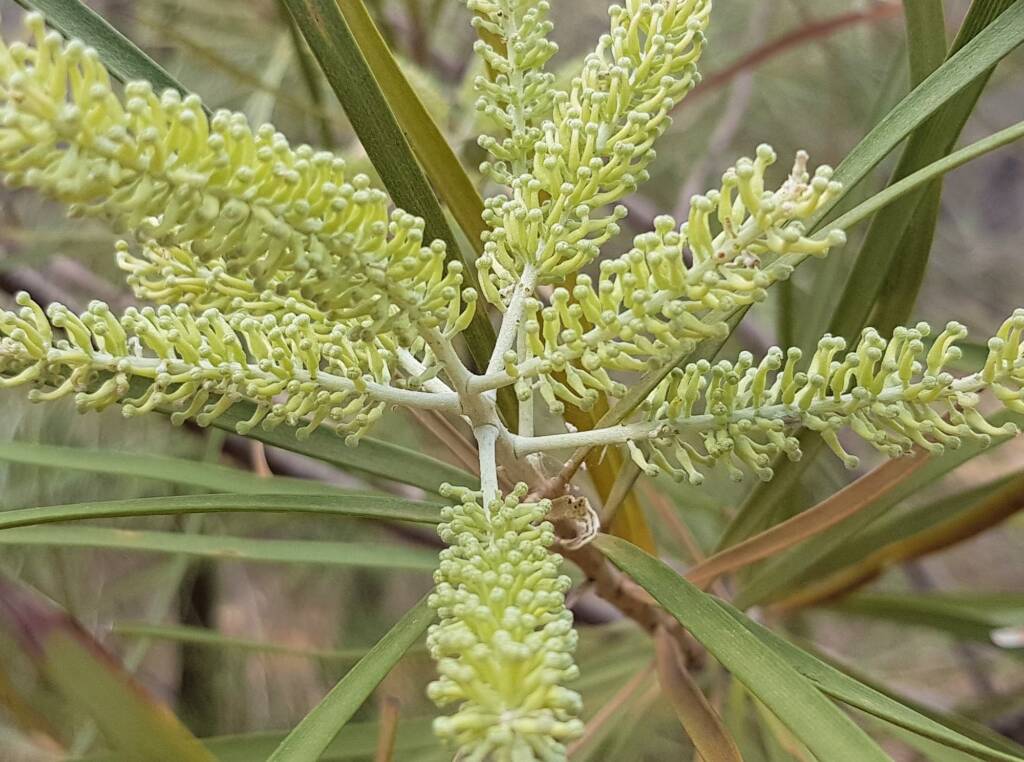 Beefwood (Grevillea striata), Alice Springs Desert Park NT