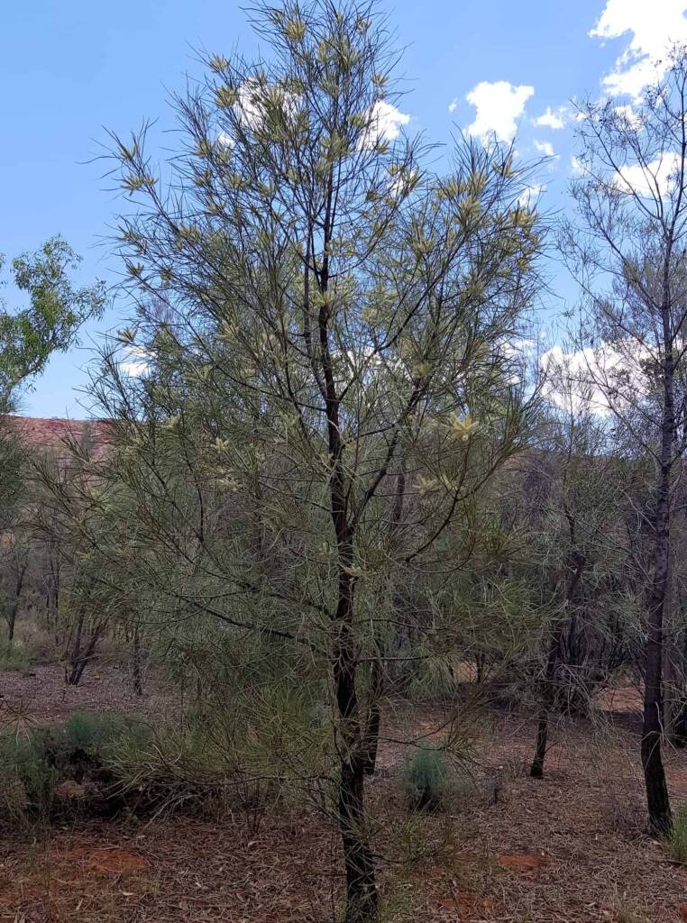 Beefwood (Grevillea striata), Alice Springs Desert Park NT