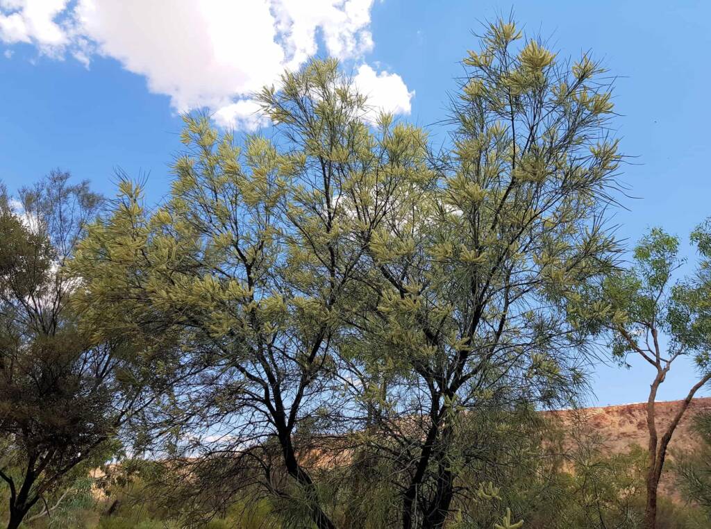 Beefwood (Grevillea striata), Alice Springs Desert Park NT