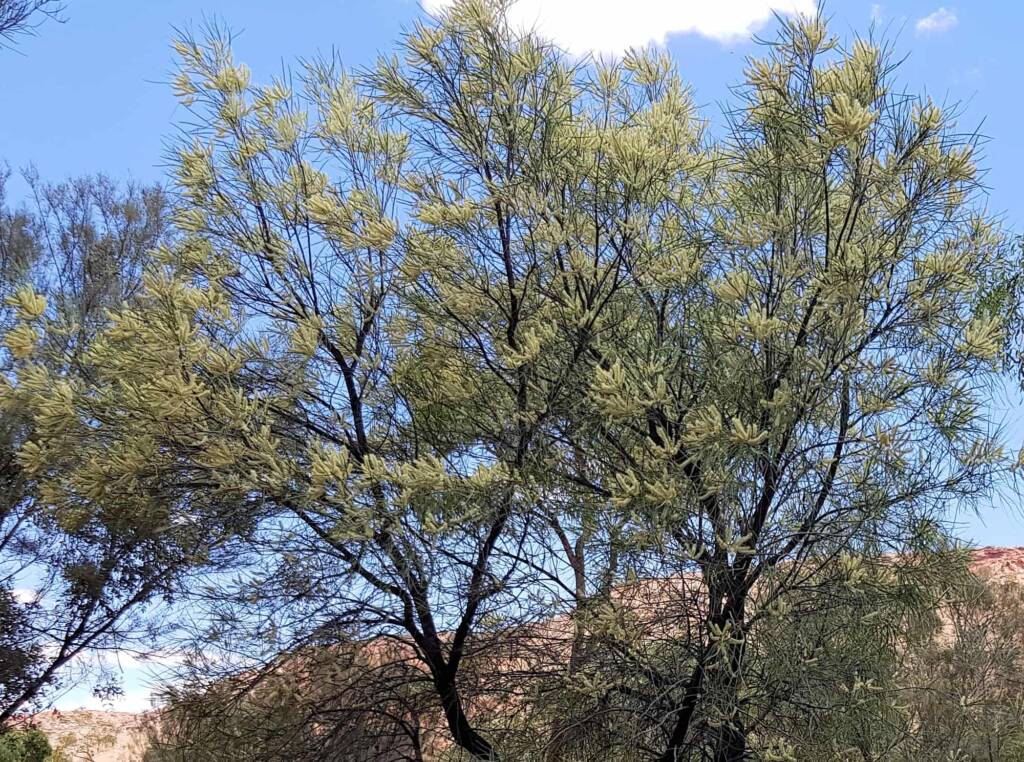 Beefwood (Grevillea striata), Alice Springs Desert Park NT