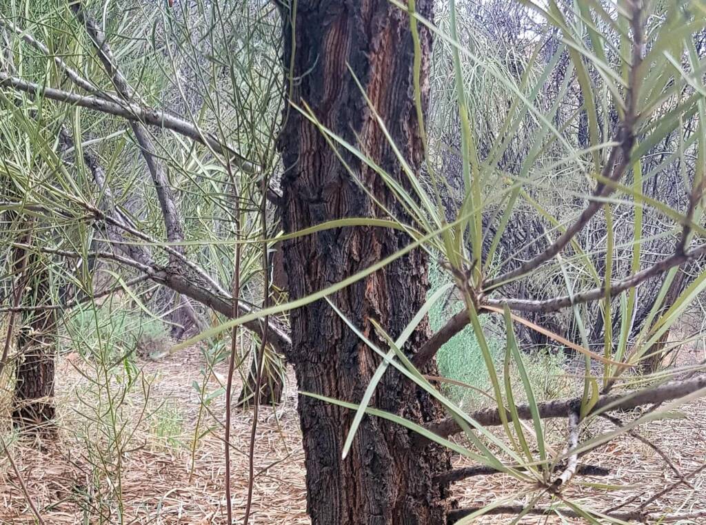 Beefwood (Grevillea striata), Alice Springs Desert Park NT