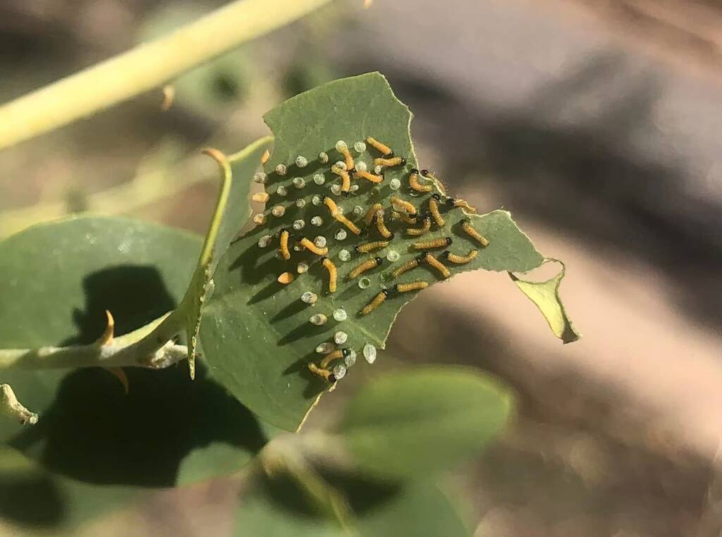 Egg and instar of the Belenois java teutonia, Alice Springs NT